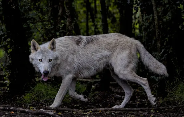 Картинка nature, snow, predator, face, animal, wolf, wildlife, portrait