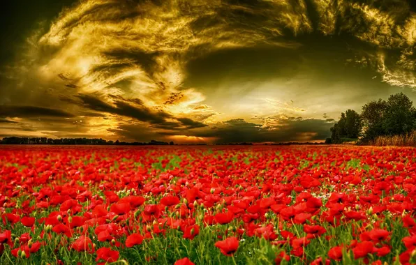 Картинка поле, небо, цветы, тюльпаны