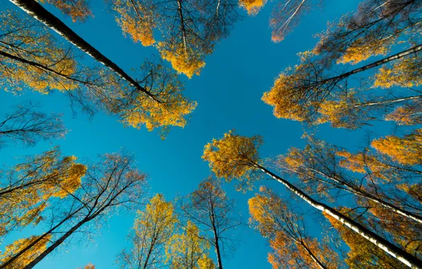 Картинка осень, небо, деревья, природа