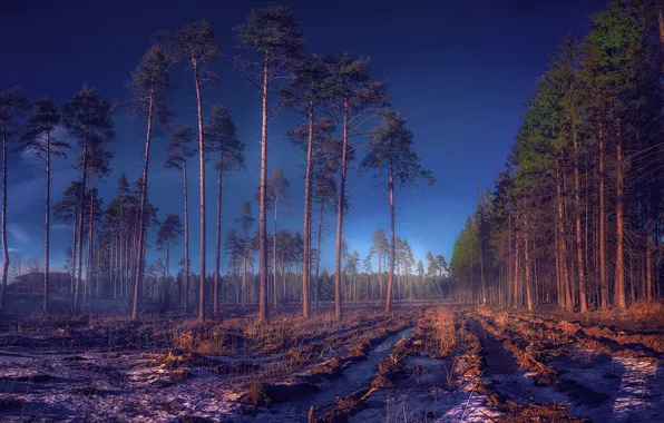 Картинка осень, лес, снег, деревья, дом, поляна, забор, Россия