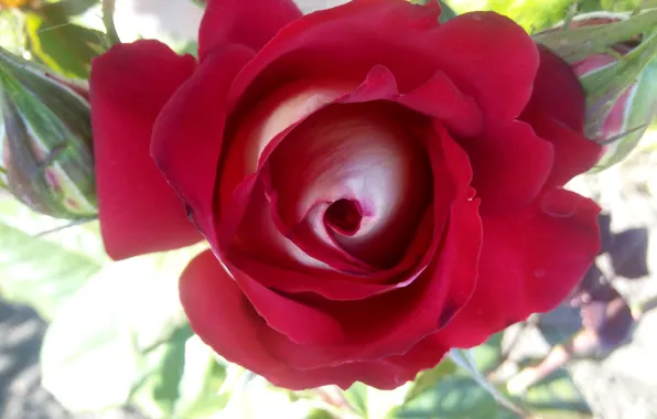 Роза, Цветы, flower, крассная