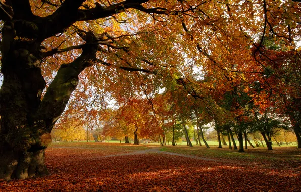 Картинка осень, лес, листья, деревья, парк