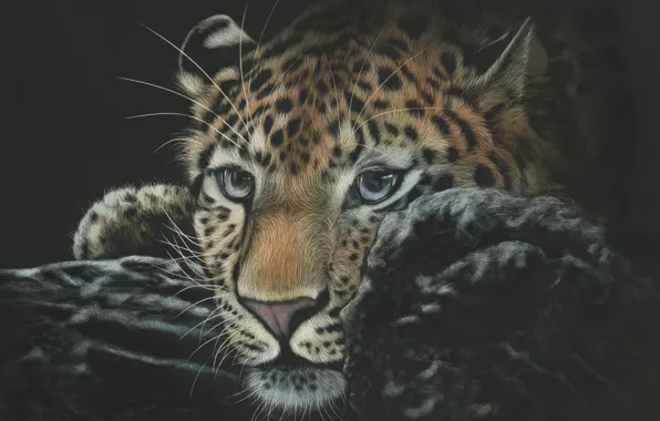 Кошка, морда, фон, черный, леопард, дикая кошка