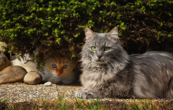 Кошка, кот, взгляд, листья, кошки, камни, котенок, серый