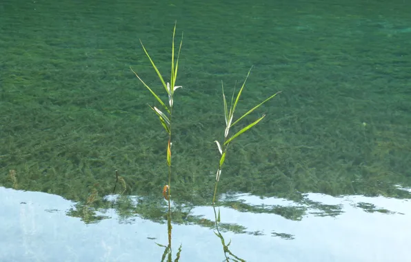 Green, blue, water, lake, leaves, croatia, plitvice