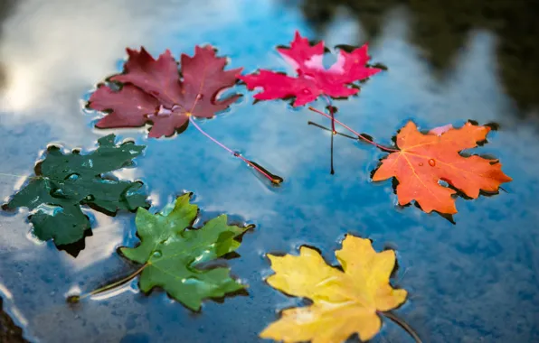 Осень, листья, вода, настроение, разноцветные, листья клёна