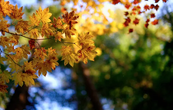 Картинка осень, макро, ветки, природа, листва