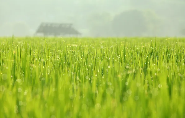 Картинка зелень, поле, природа, роса, весна, май, August Huang Photography