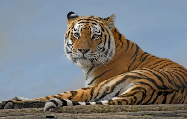 Картинка небо, взгляд, тигр, поза, лежит, голубой фон