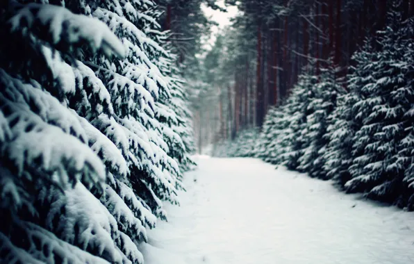 Картинка зима, лес, природа, тропа, ели, дорожка, сосны, ёлки