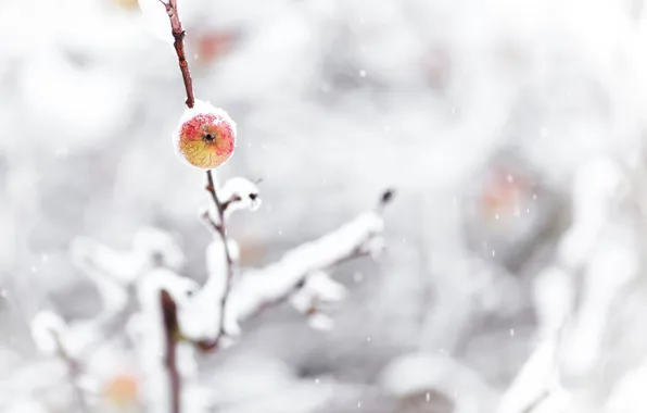 Картинка зима, снег, природа, яблоко, ветка
