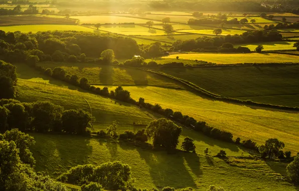 Зелень, поле, свет, деревья, пейзаж, природа, холмы, Англия