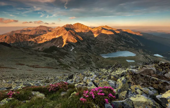 Картинка трава, закат, цветы, горы, камни, озёра, Румыния, рододендроны