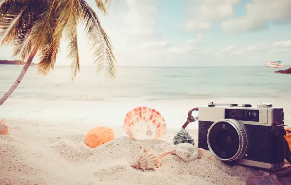 Песок, Море, Пляж, Пальма, Фотоаппарат, Ракушки