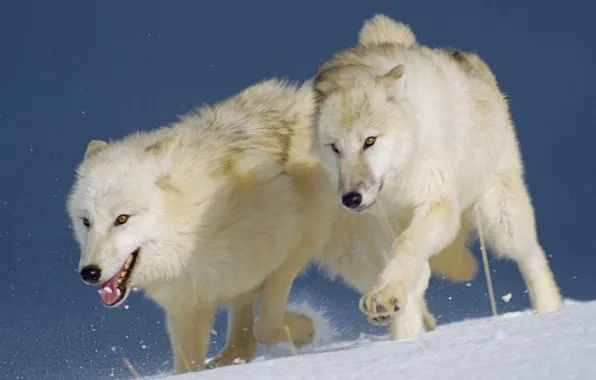 Картинка nature, snow, predator, face, animal, wolf, wildlife, portrait