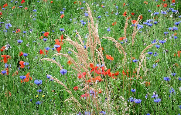 Картинка поле, трава, цветы, растение, луг