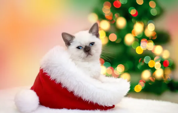Кошка, кот, шапка, Новый год, мех, котёнок, гирлянда, Christmas
