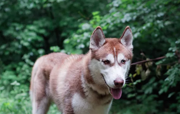 Собака, Лес, Siberian Husky, Сибирский Хаски