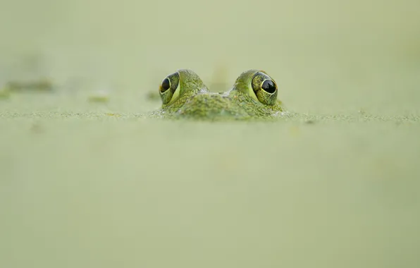 Картинка frog, wildlife, camouflage, looking out