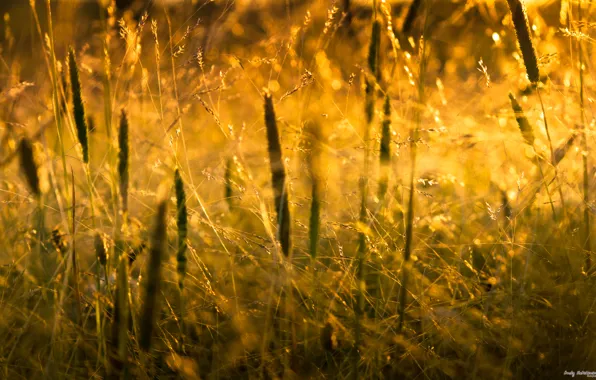 Картинка трава, солнце, макро, свет, природа, grass, nature, macro