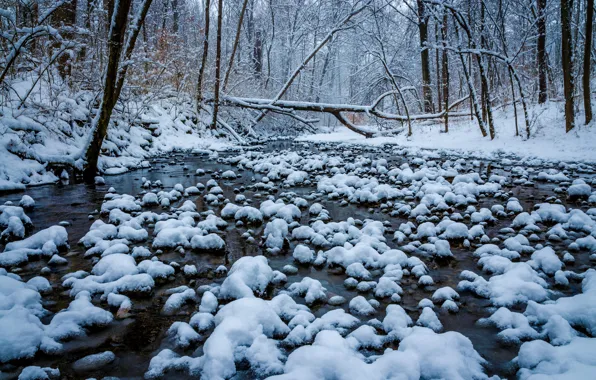 Зима, лес, снег, деревья, река, Огайо, Cincinnati, Ohio