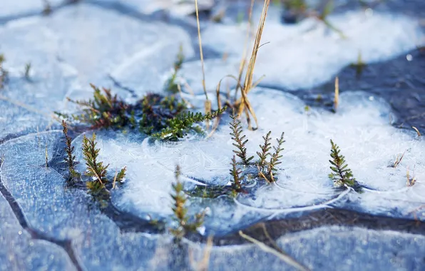 Лед, трава, макро, природа, ice