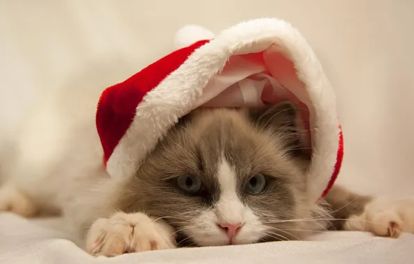 Картинка кошка, белый, глаза, кот, серый, шапка, голубые, красная