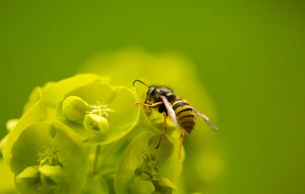 Картинка цветок, макро, пчела