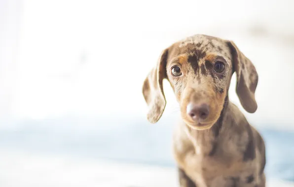 Взгляд, друг, собака