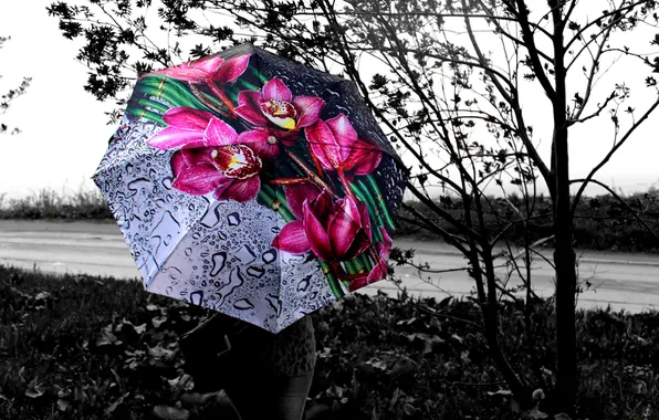 Картинка Девушка, Дождь, Зонт, Черно-Белое
