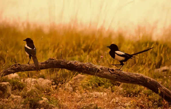 Field, birds, couple, branch