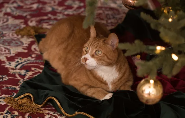 Картинка шарики, лежит, взгляд, кошка, ковер, ёлка, рождество, морда