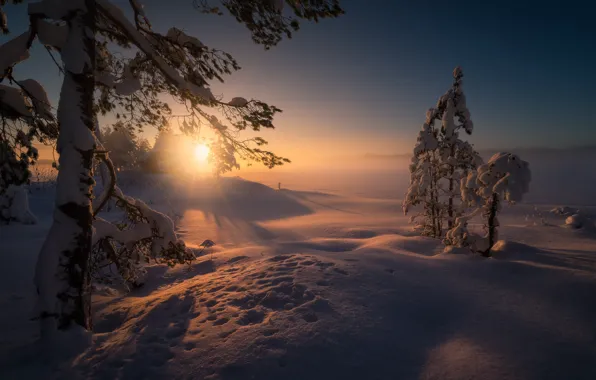 Картинка зима, солнце, лучи, снег, деревья, пейзаж, закат, природа