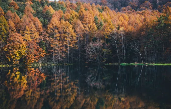 Осень, отражения, деревья, природа, озеро