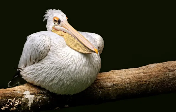 Природа, птица, пеликан