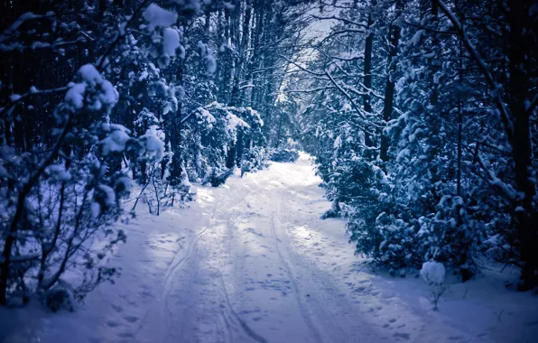 Картинка зима, дорога, лес, снег, деревья