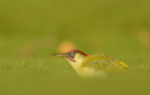 Картинка природа, птица, Green Woodpecker