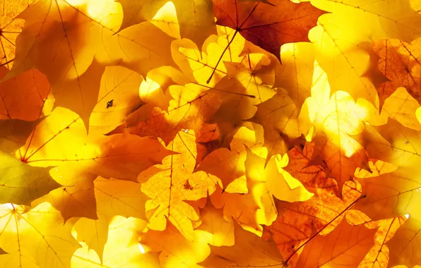 Картинка осень, листья, свет, листва, желтые, опавшие