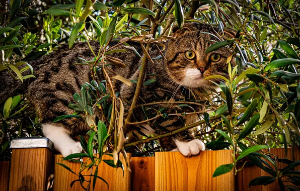 Зелень, кошка, лето, кот, взгляд, ветки, поза, серый