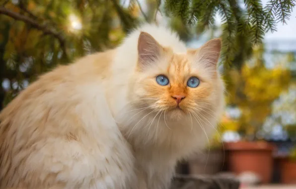 Осень, кошка, кот, взгляд, морда, свет, ветки, поза