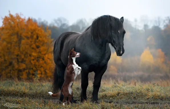 Картинка осень, конь, лошадь, собака, стойка, Наталия Поникарова
