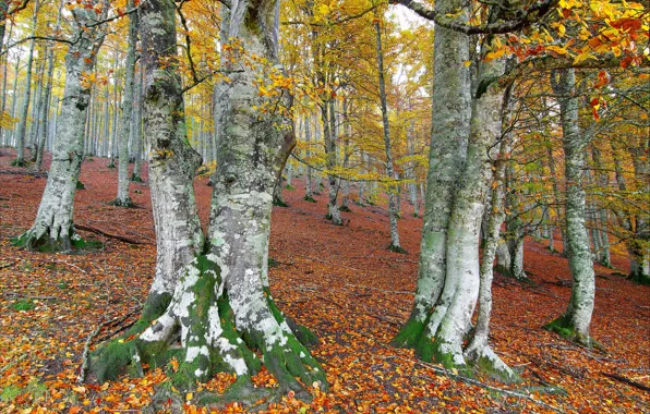 Картинка осень, лес, листья, деревья, склон, холм