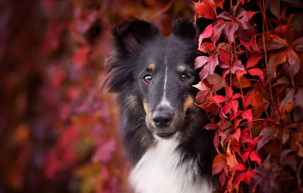 Картинка осень, взгляд, морда, листья, листва, портрет, собака, щенок