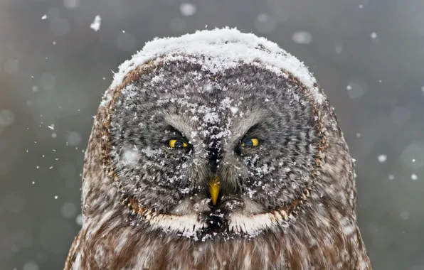 Зима, снег, сова, птица, смотрит