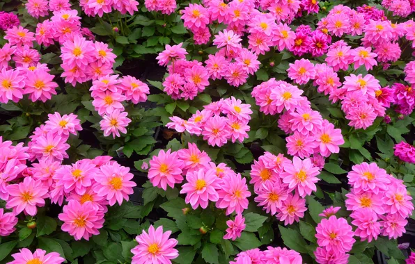 Картинка Pink, Розовые, Георгины, Dahlias