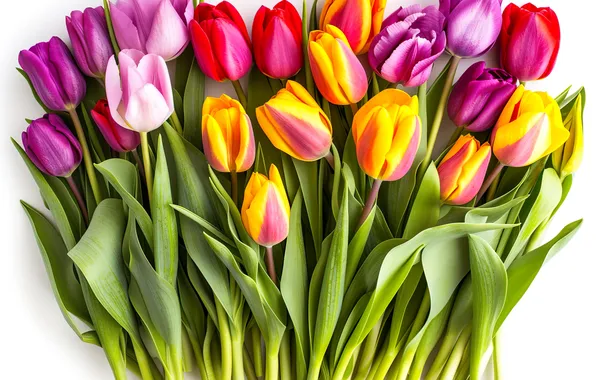 Картинка цветы, букет, colorful, тюльпаны, flowers, tulips, spring, bouquet