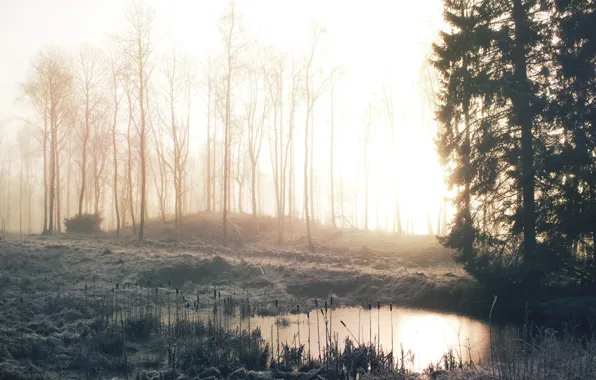 Картинка зима, иней, лес, трава, деревья, туман, озеро, рассвет