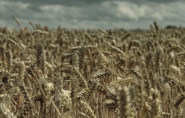 Картинка пшеница, поле, природа, урожай, колосья