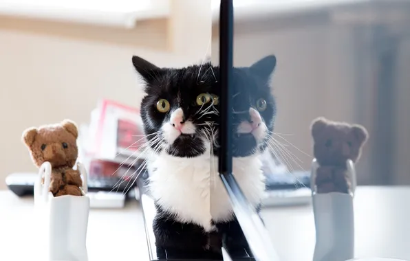 Картинка кошка, кот, усы, взгляд, отражение