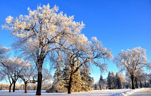 Зима, дорога, небо, снег, деревья, парк